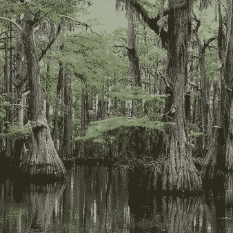 Bald Cypress